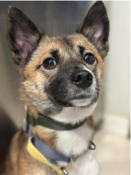 Enlarge Bom, a Adopted mixed breed in Teaneck, NJ image 4/6