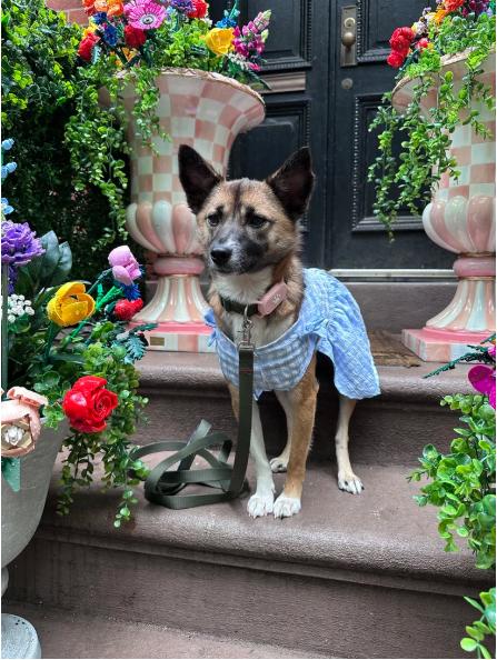 Bom, an adoptable Jindo, Japanese Spitz in Teaneck, NJ, 07666 | Photo Image 6