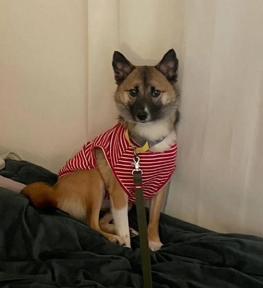 Enlarge Bom, a Adopted mixed breed in Teaneck, NJ image 2/6