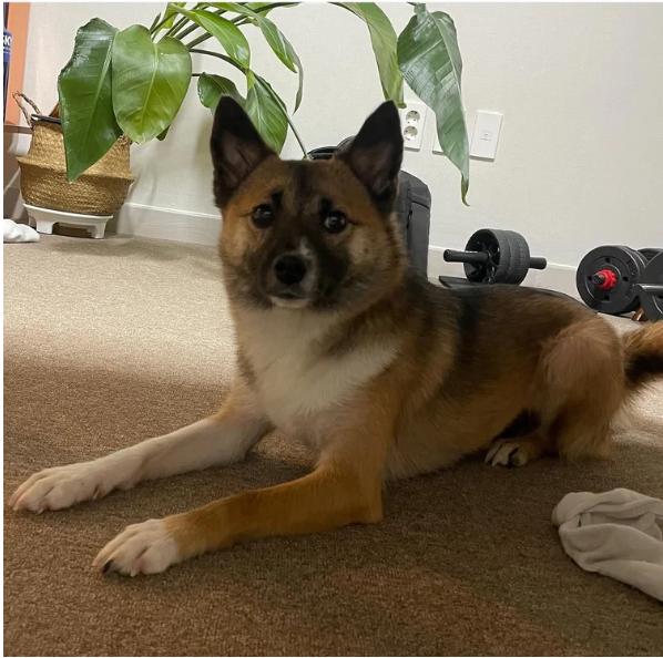 Bom, an adoptable Jindo, Japanese Spitz in Teaneck, NJ, 07666 | Photo Image 4