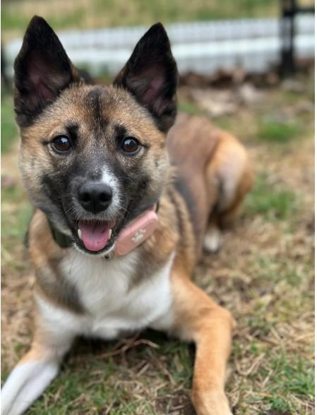 Enlarge Bom, a Adopted mixed breed in Teaneck, NJ image 1/6