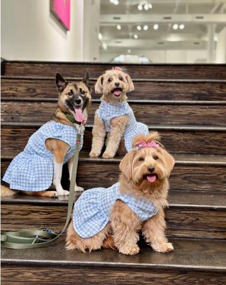 Bom, an adoptable Jindo, Japanese Spitz in Teaneck, NJ, 07666 | Photo Image 5
