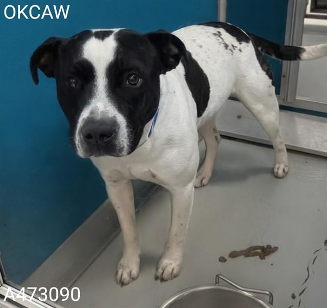 SNOOP, Adoptable, Adult Male Pit Bull Terrier & Mixed Breed.