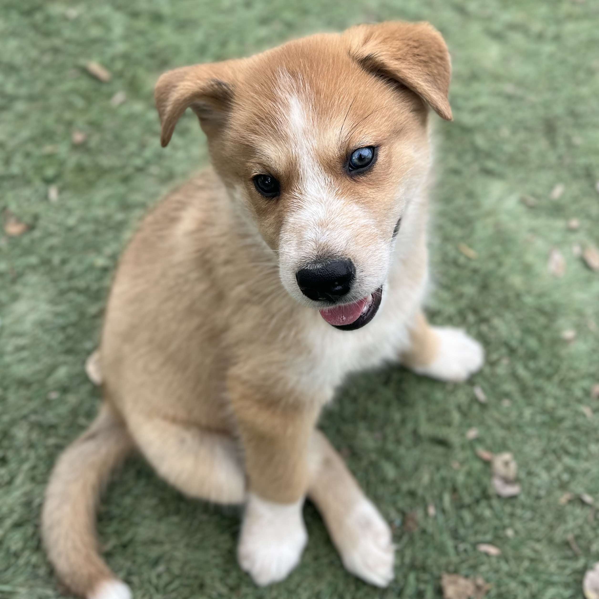 Dog for adoption Denali, an Australian Cattle Dog / Blue Heeler