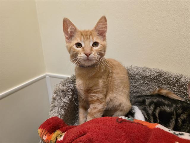 PEPPERONI, Adoptable, Kitten Female Domestic Medium Hair.
