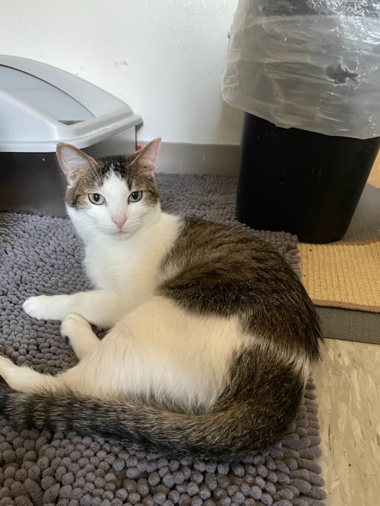 Enlarge Theo, a ADOPTABLE Domestic Short Hair in Gig Harbor, WA image 5/5