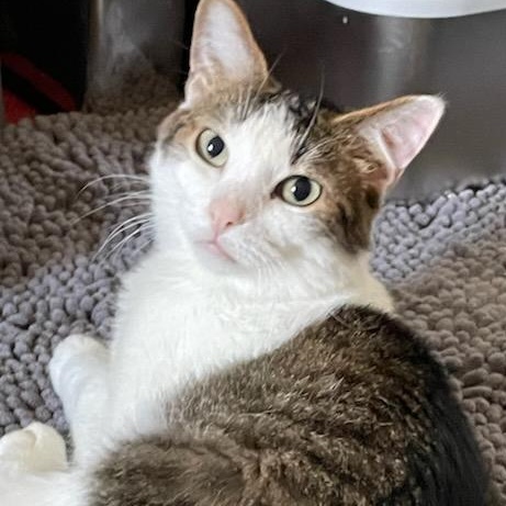 Theo, ADOPTABLE, Senior Male Domestic Short Hair.