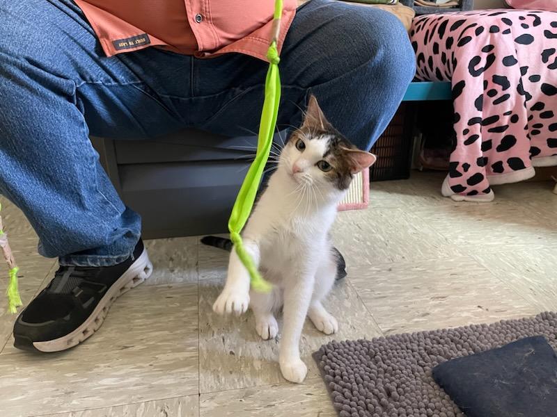 Enlarge Theo, a ADOPTABLE Domestic Short Hair in Gig Harbor, WA image 2/5