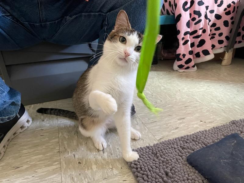 Enlarge Theo, a ADOPTABLE Domestic Short Hair in Gig Harbor, WA image 4/5