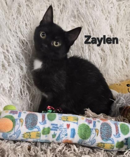 Enlarge Zaylen, a Adoptable mixed breed in Conway, SC image 1/3