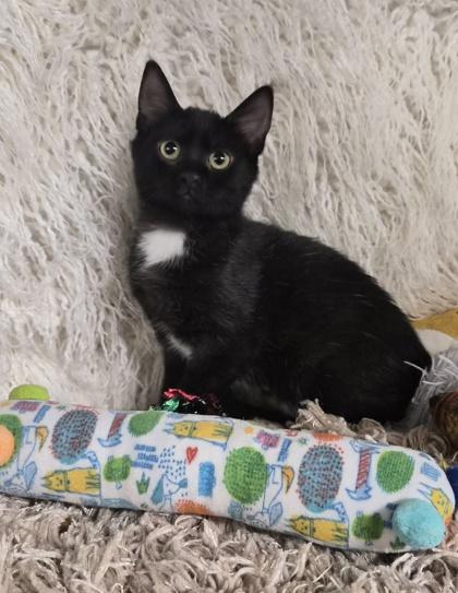 Enlarge Zaylen, a Adoptable mixed breed in Conway, SC image 2/3
