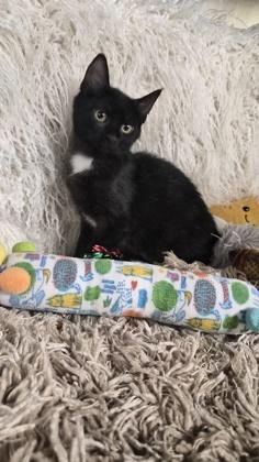 Enlarge Zaylen, a Adoptable mixed breed in Conway, SC image 3/3