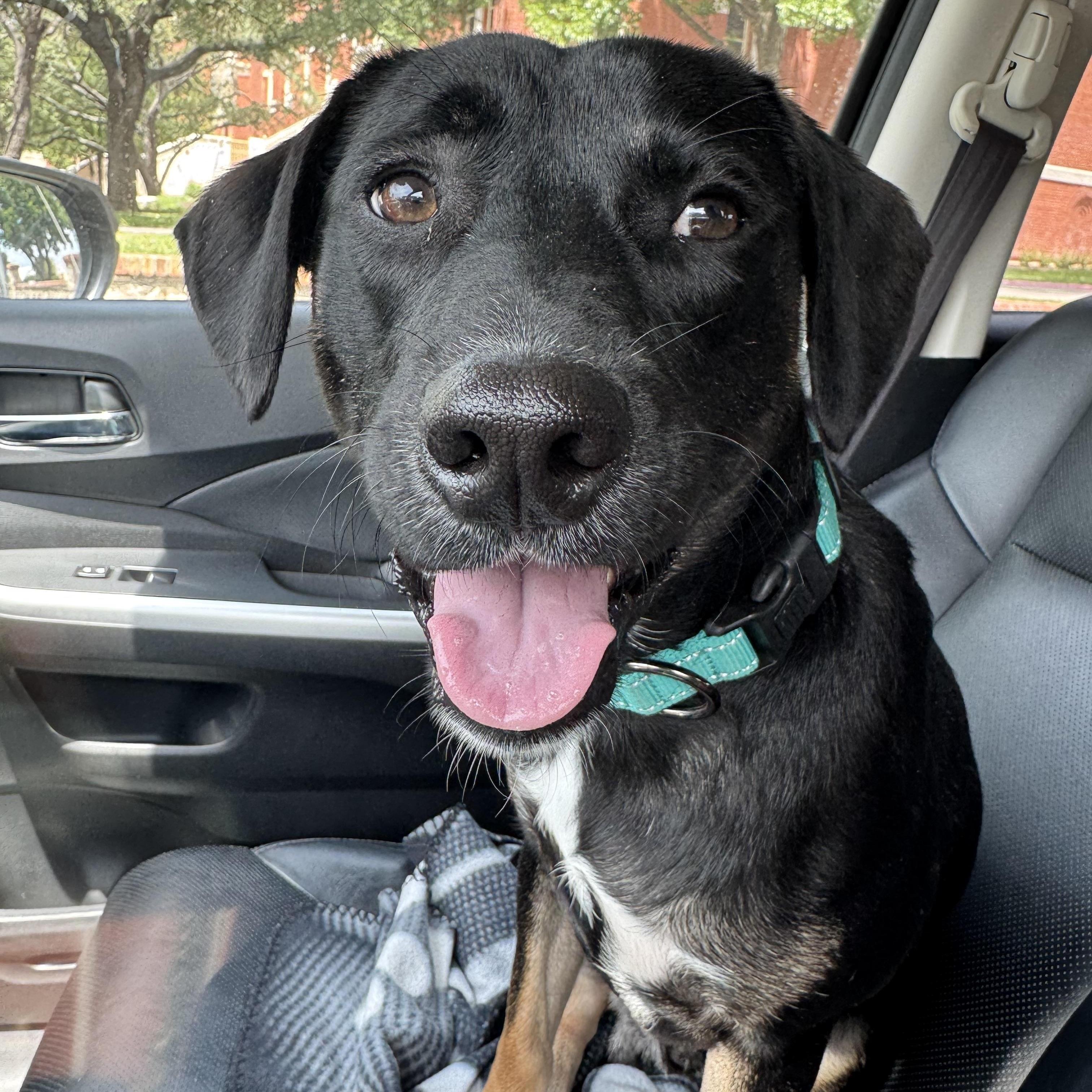 Theo, Young Male Labrador Retriever