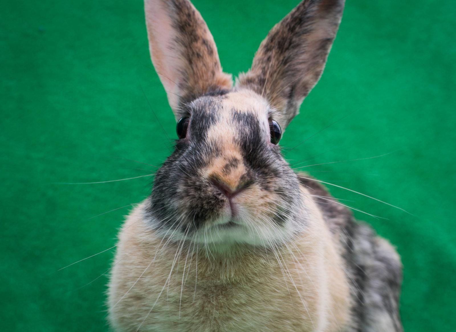 Clover (#5) & Ted, a Adopted Harlequin in Baton Rouge, LA image 2/3