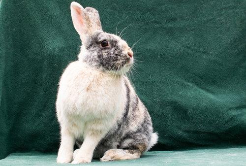Clover (#5) & Ted, a Adopted Harlequin in Baton Rouge, LA image 3/3