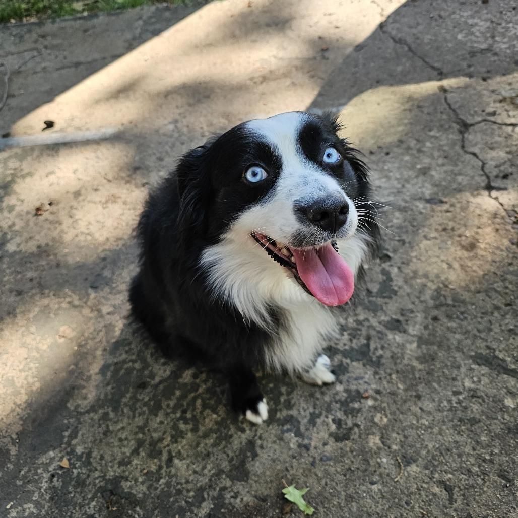 Stein 26-091, Adoptable, Adult Male Australian Shepherd & Mixed Breed.