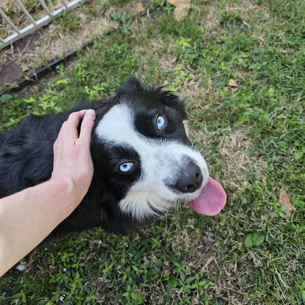 Enlarge Stein 26-091, a Adoptable mixed breed in Little Rock, AR image 2/4