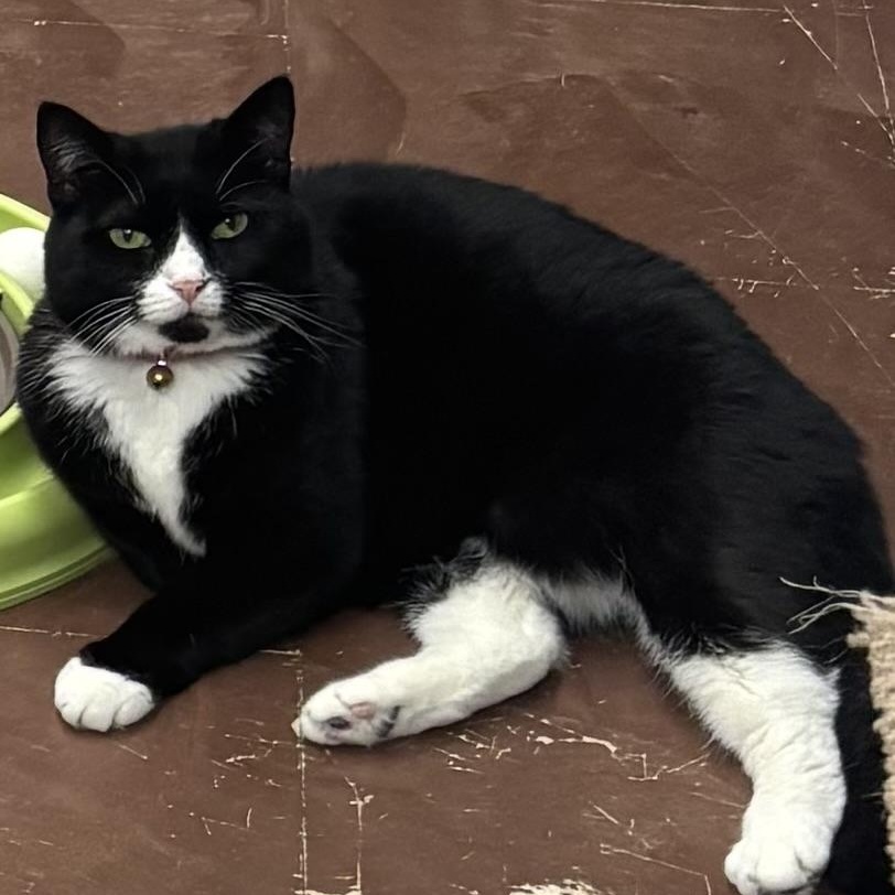 Juliet, Senior Female Domestic Short Hair