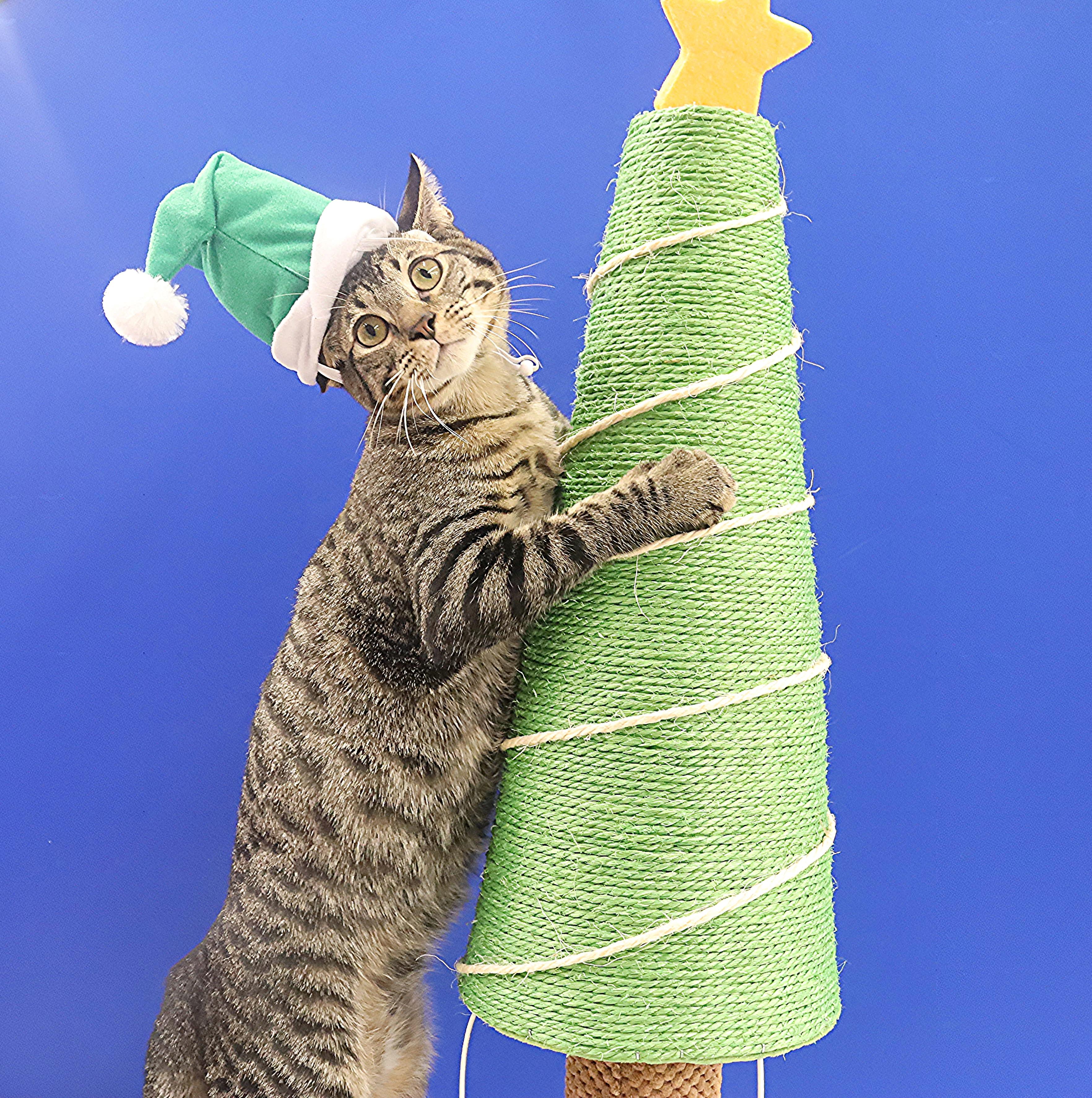 Enlarge Musubi - Super Purr Machine!, a Adoptable mixed breed in League City, TX image 3/6