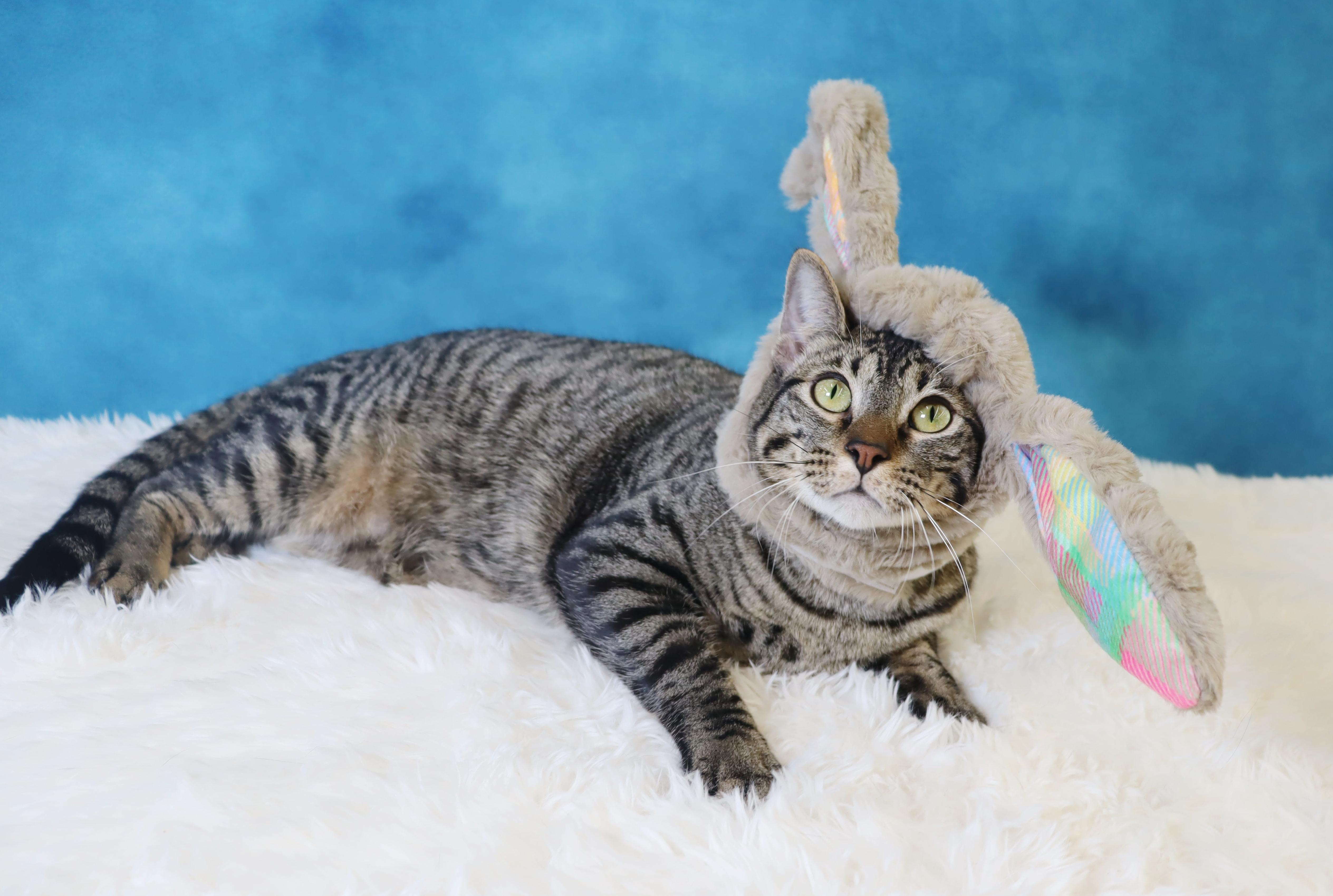 Enlarge Musubi - Super Purr Machine!, a Adoptable mixed breed in League City, TX image 6/6