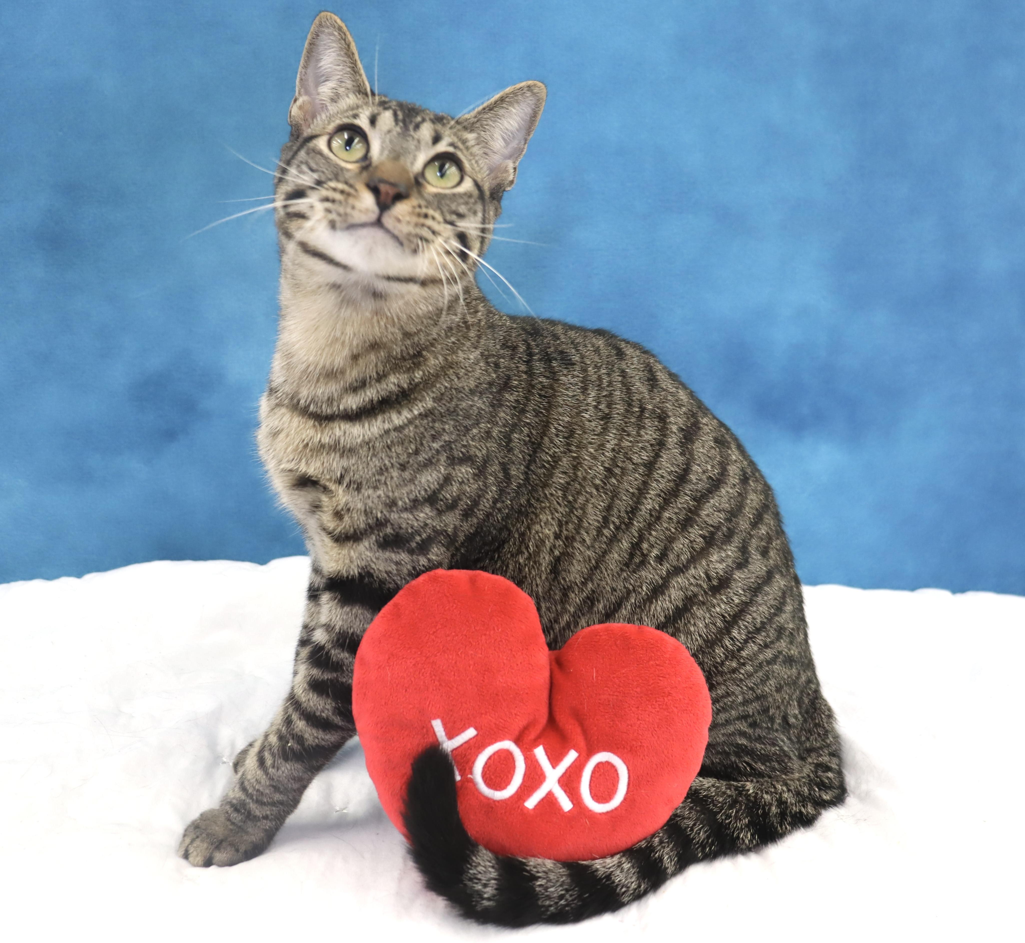 Enlarge Musubi - Super Purr Machine!, a Adoptable mixed breed in League City, TX image 1/6