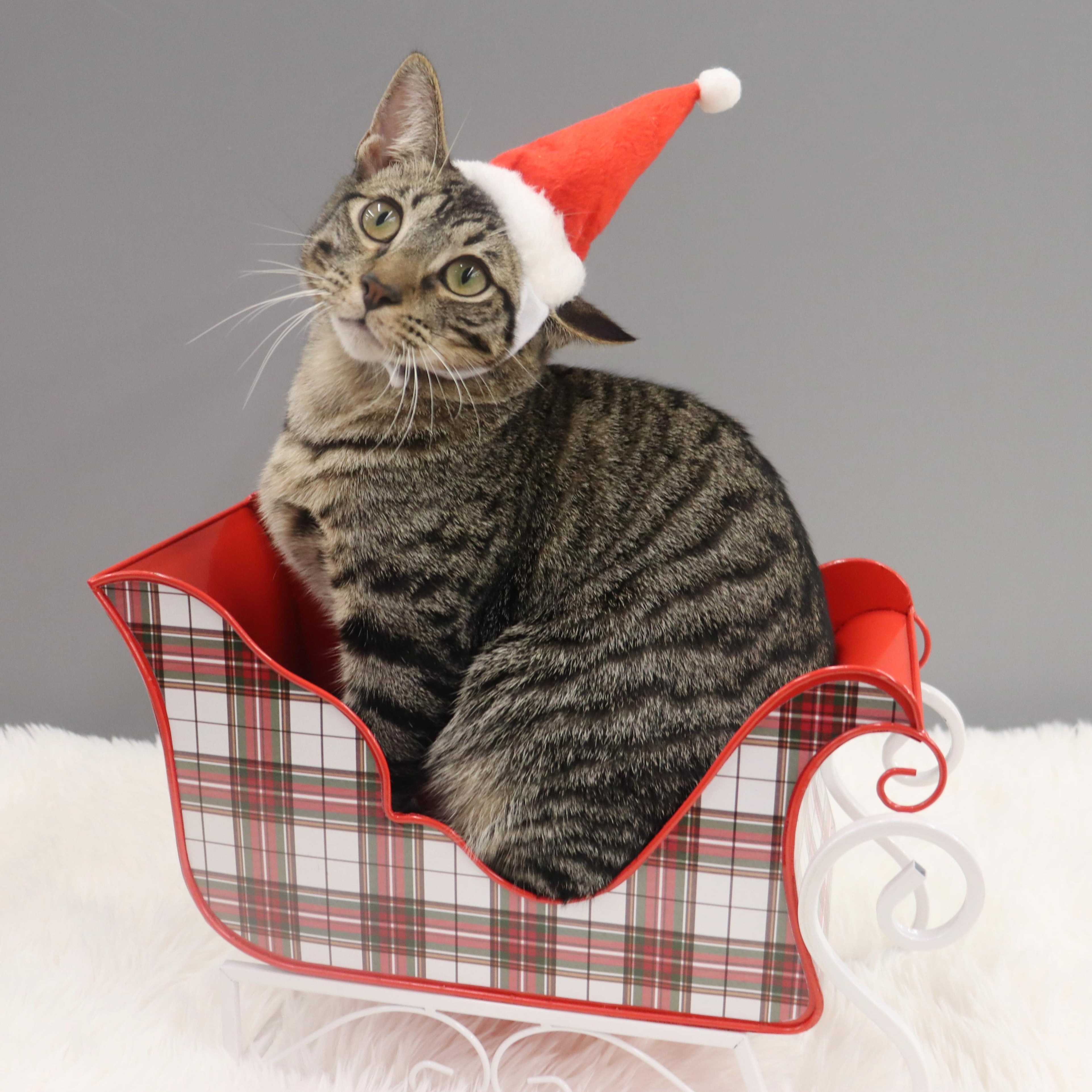 Enlarge Musubi - Super Purr Machine!, a Adoptable mixed breed in League City, TX image 5/6