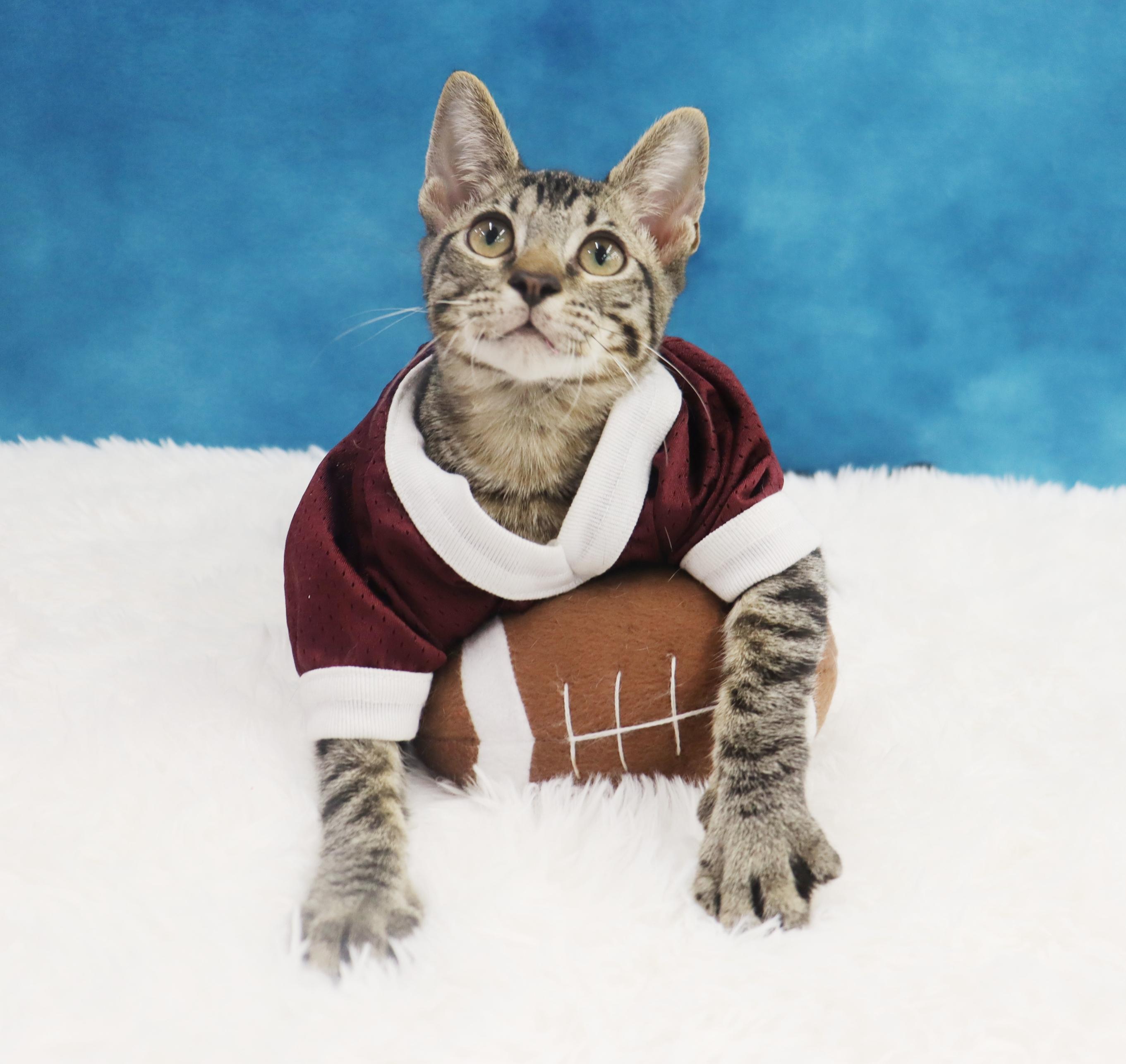 Musubi - Super Purr Machine!