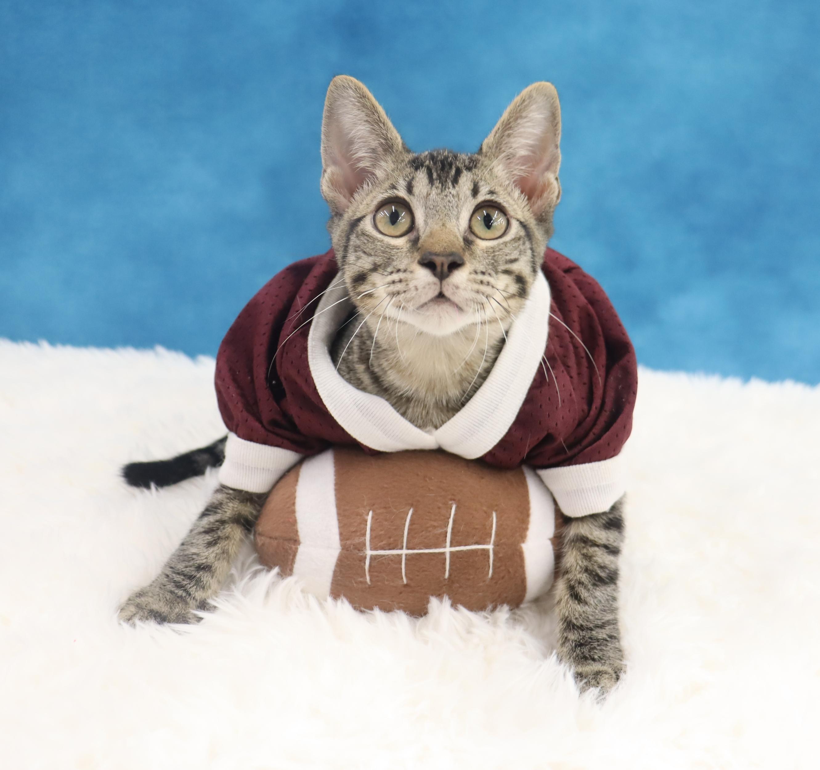 Musubi - Super Purr Machine!