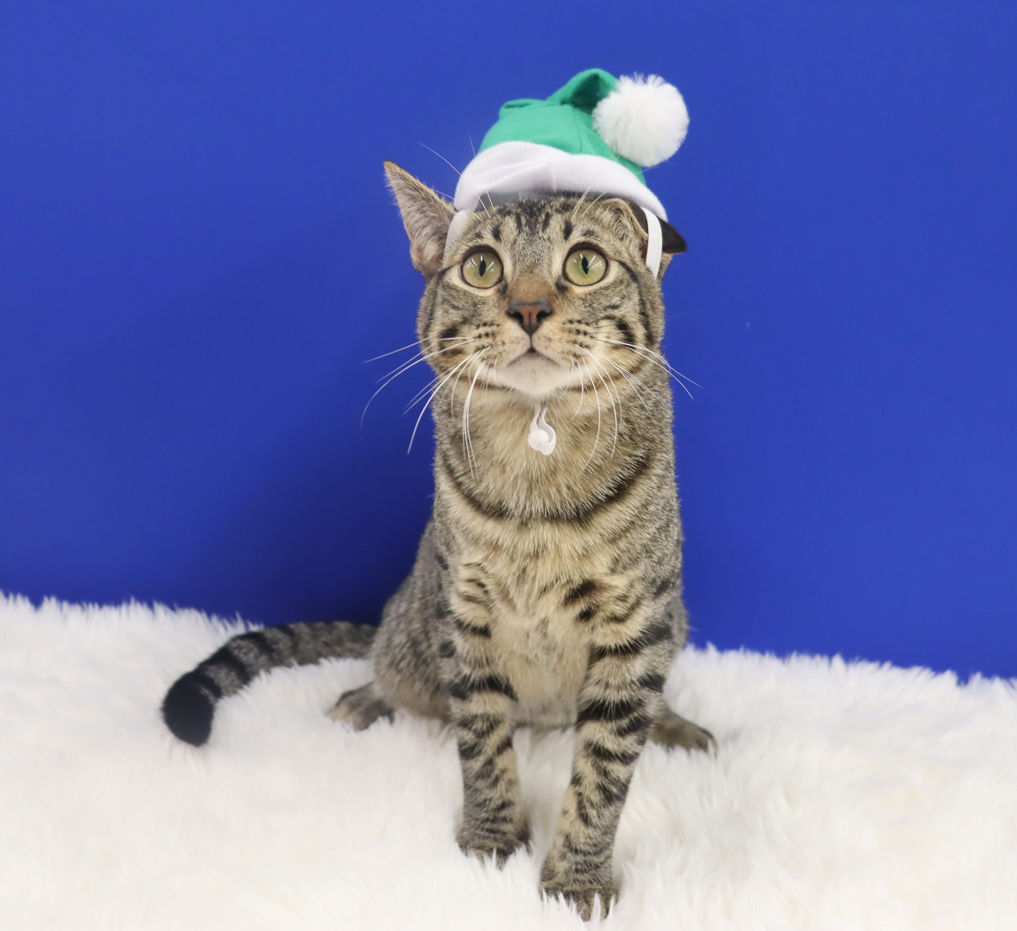 Enlarge Musubi - Super Purr Machine!, a Adoptable mixed breed in League City, TX image 4/6