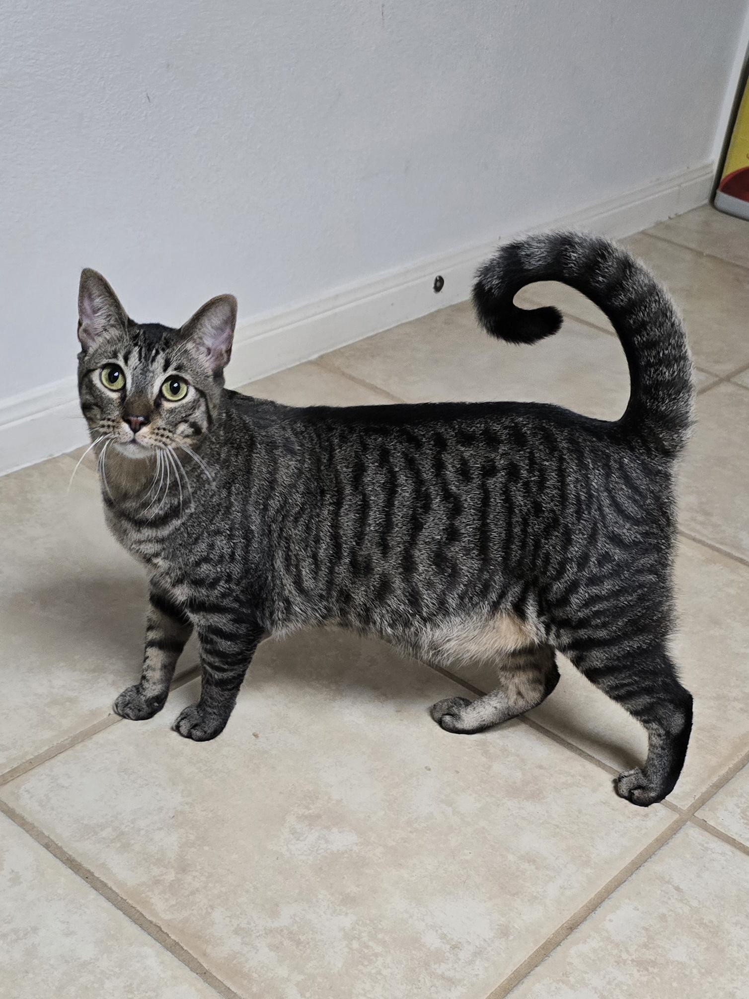 Enlarge Musubi - Super Purr Machine!, a Adoptable mixed breed in League City, TX image 6/6
