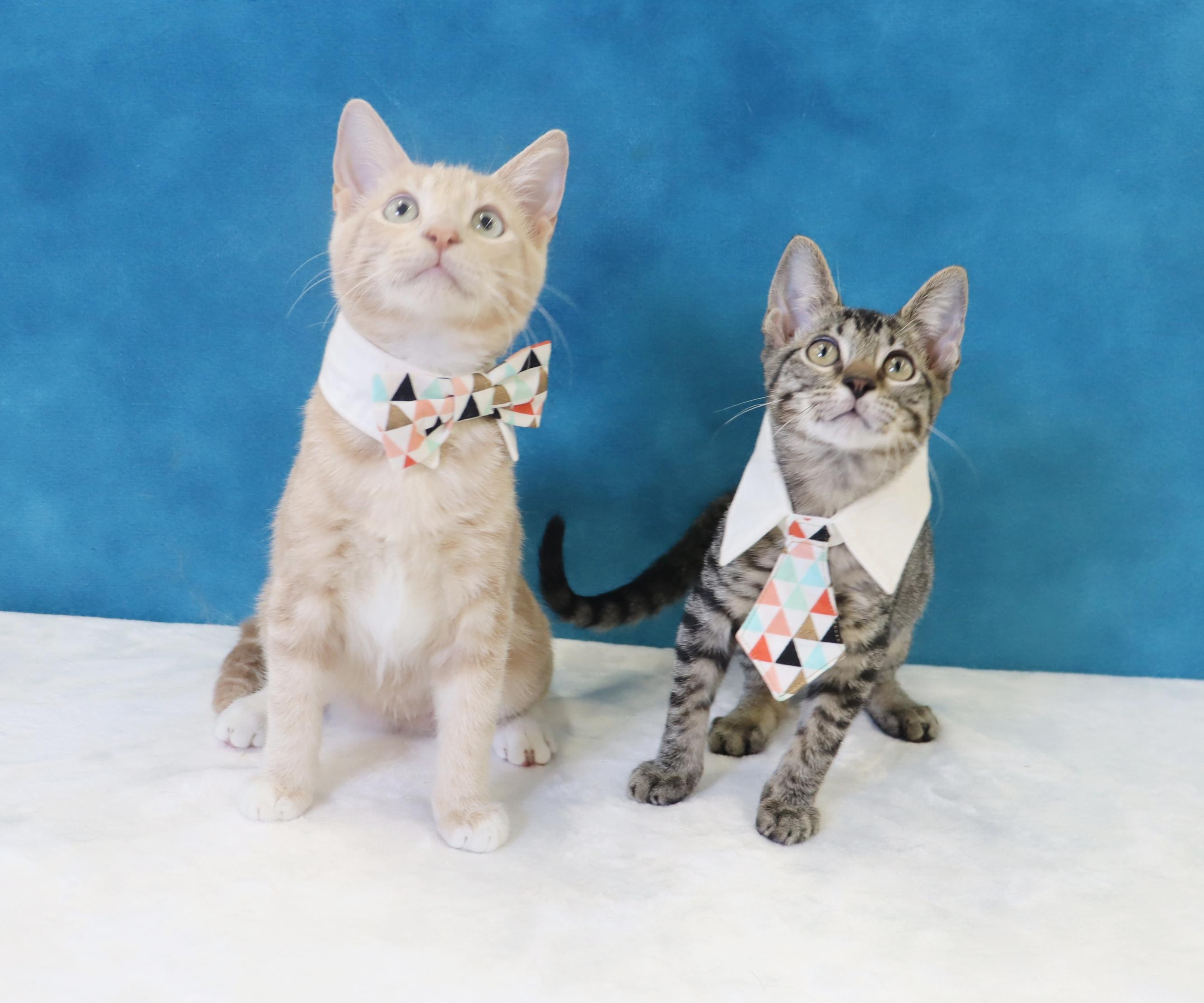 Musubi - Super Purr Machine!