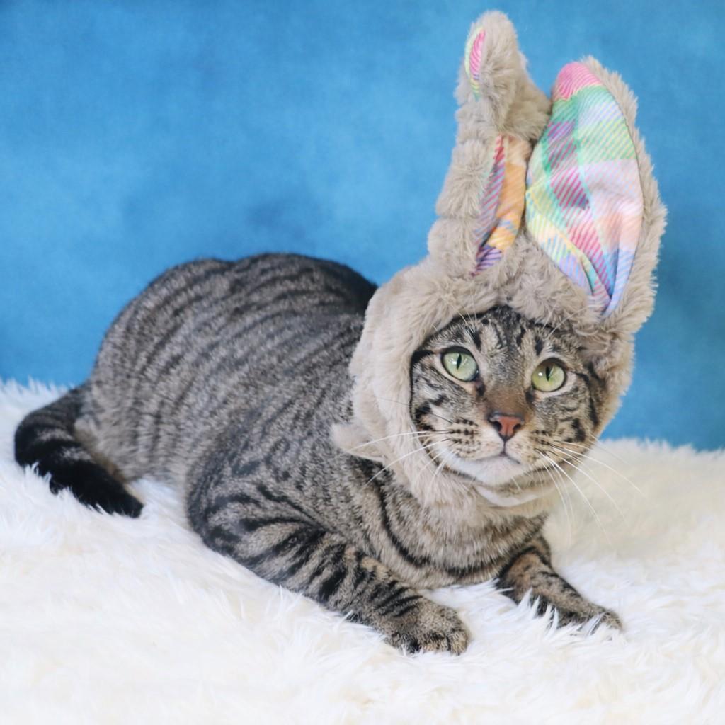 Enlarge Musubi - Super Purr Machine!, a Adoptable mixed breed in League City, TX image 1/6