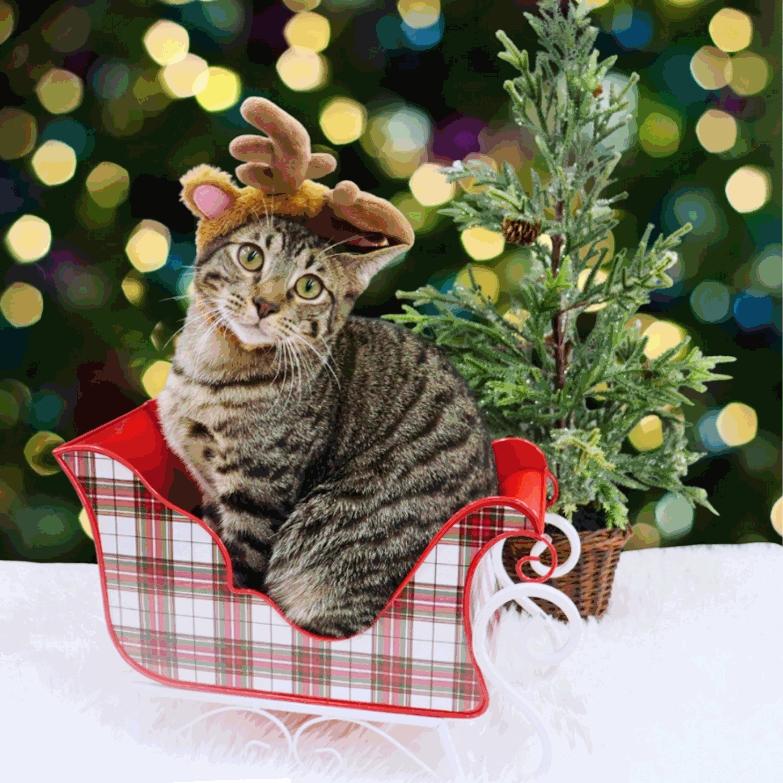 Musubi - Super Purr Machine!, Adoptable, Kitten Male Domestic Short Hair & Tabby.