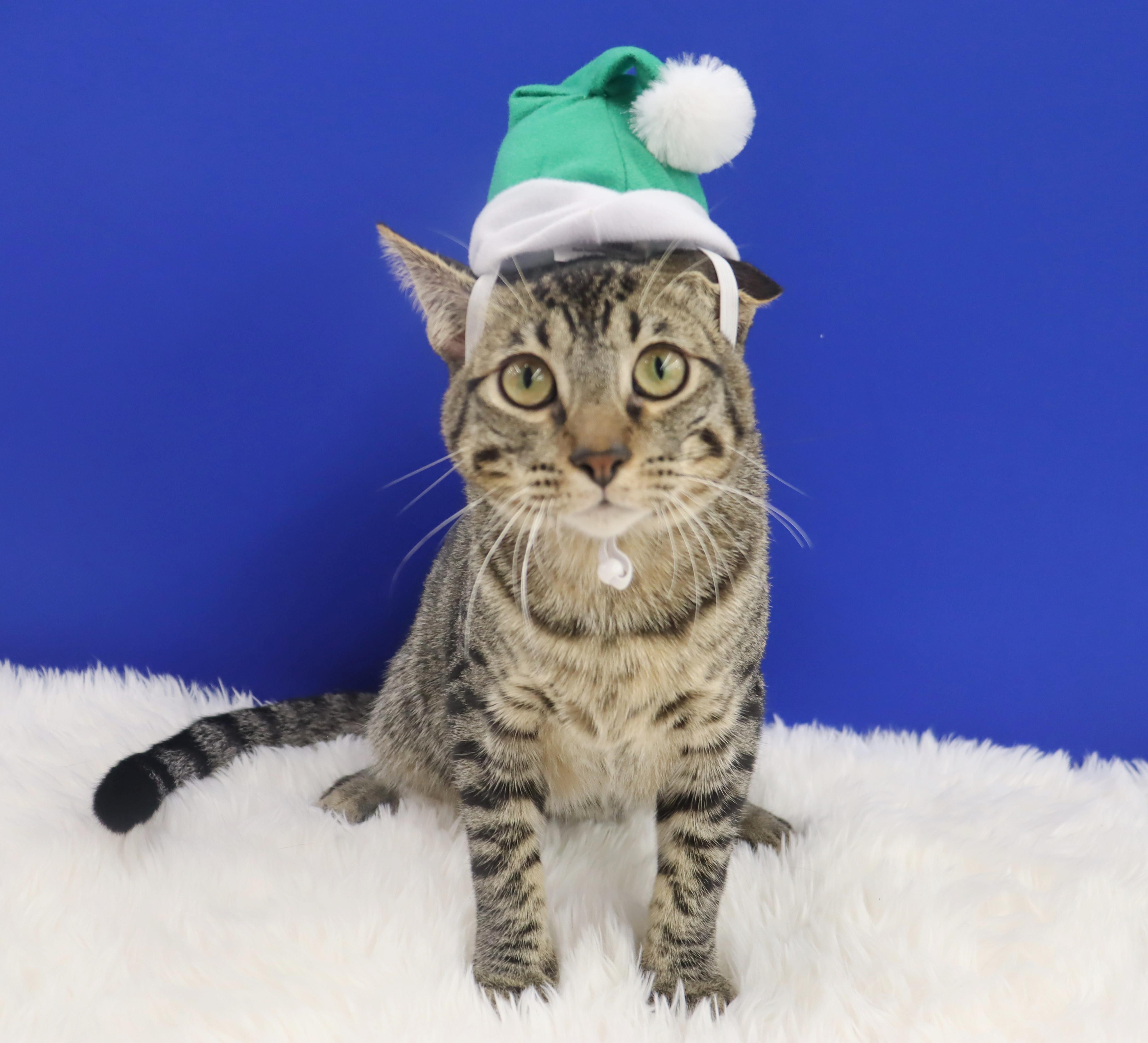 Enlarge Musubi - Super Purr Machine!, a Adoptable mixed breed in League City, TX image 2/6