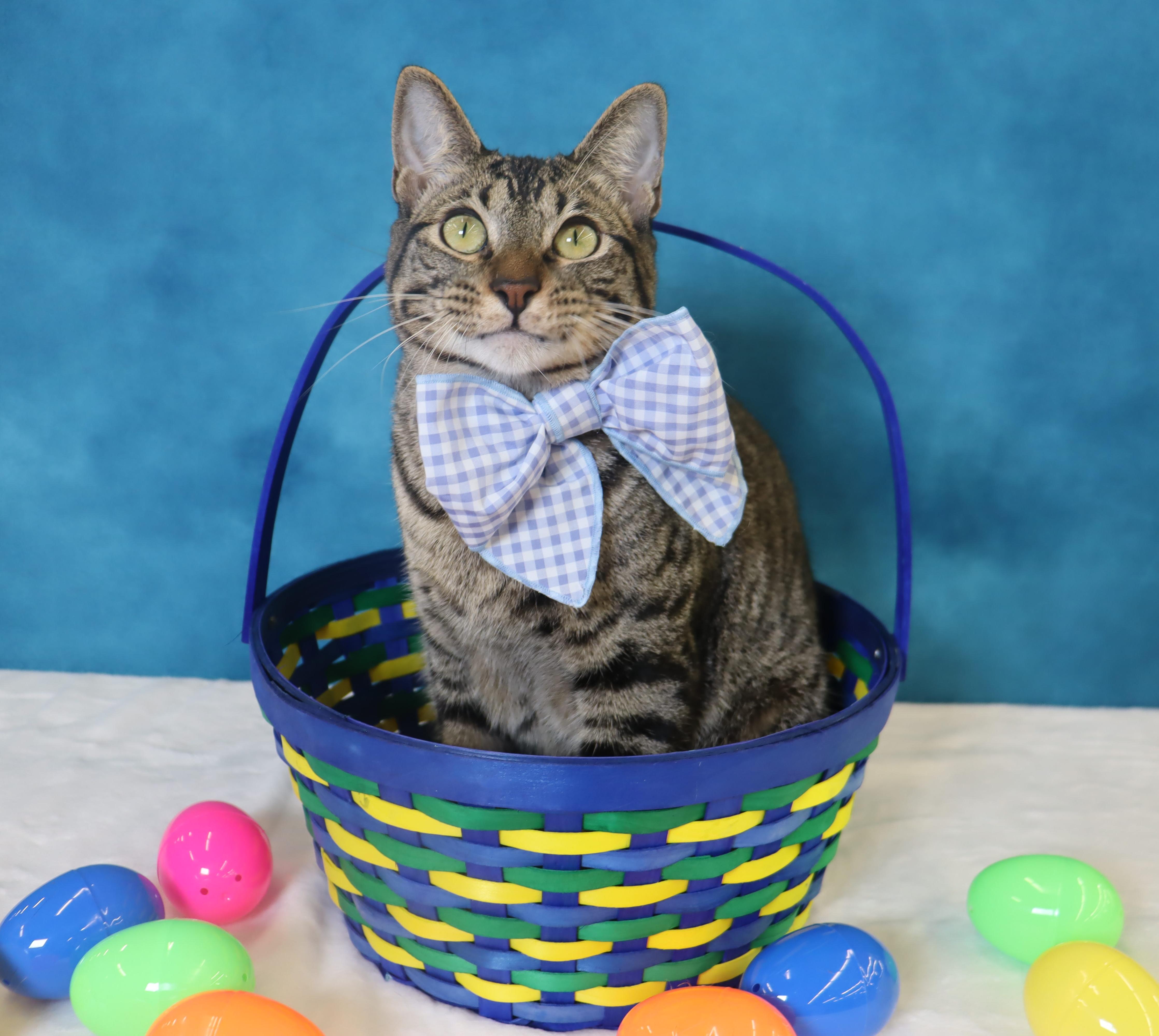 Enlarge Musubi - Super Purr Machine!, a Adoptable mixed breed in League City, TX image 6/6