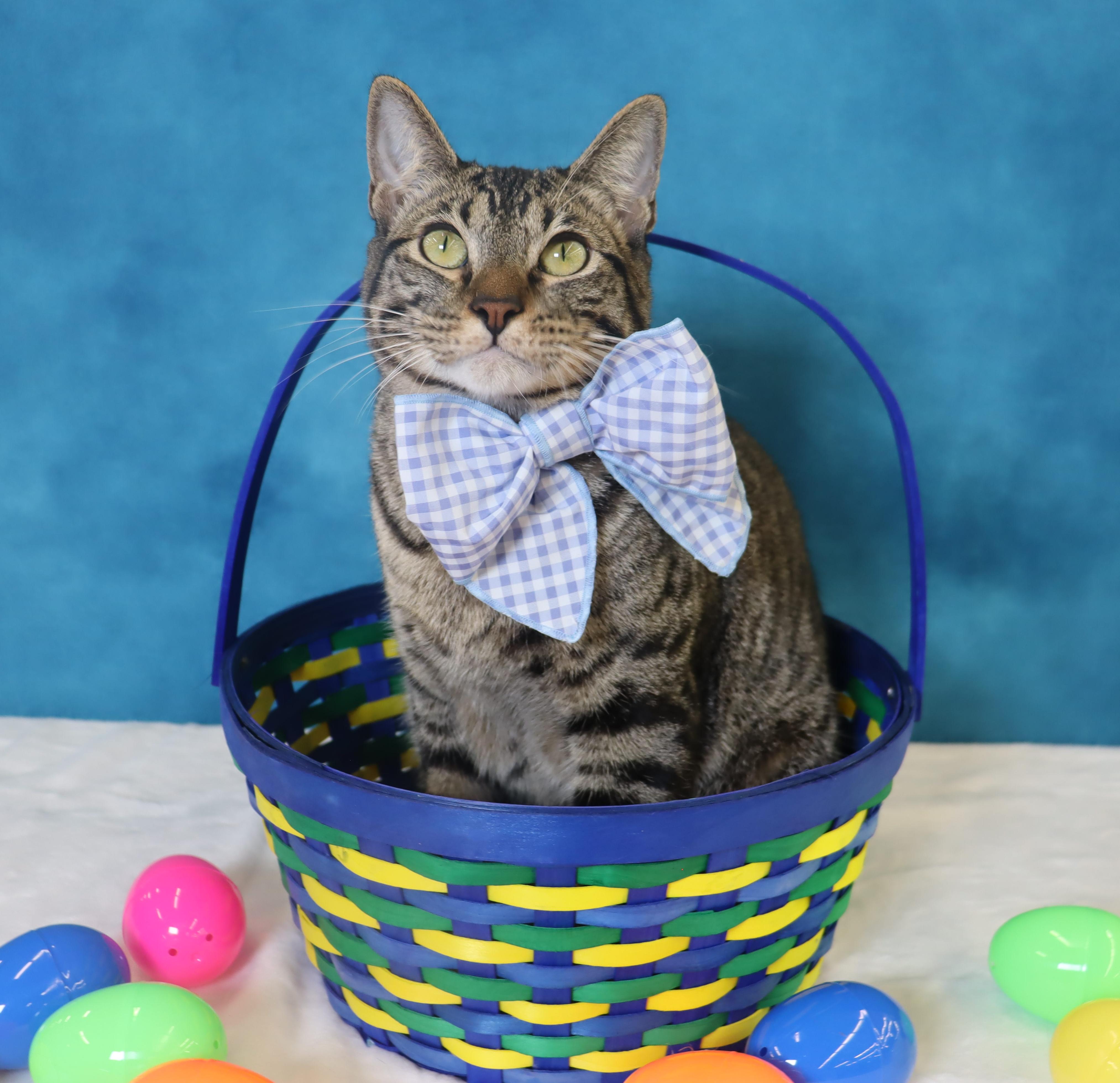 Enlarge Musubi - Super Purr Machine!, a Adoptable mixed breed in League City, TX image 5/6