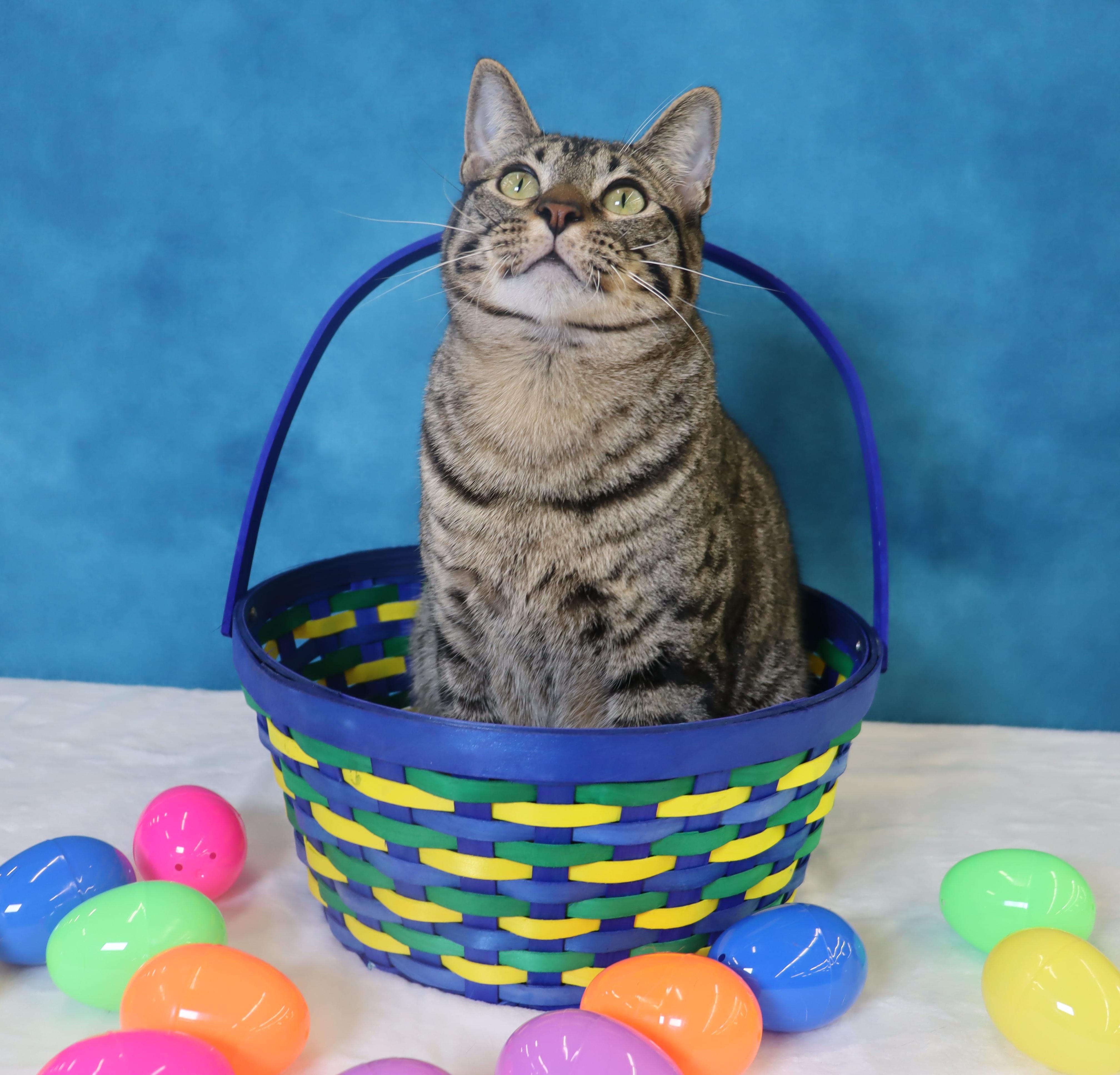 Musubi - Super Purr Machine!, Adoptable, Young Male Domestic Short Hair & Tabby.