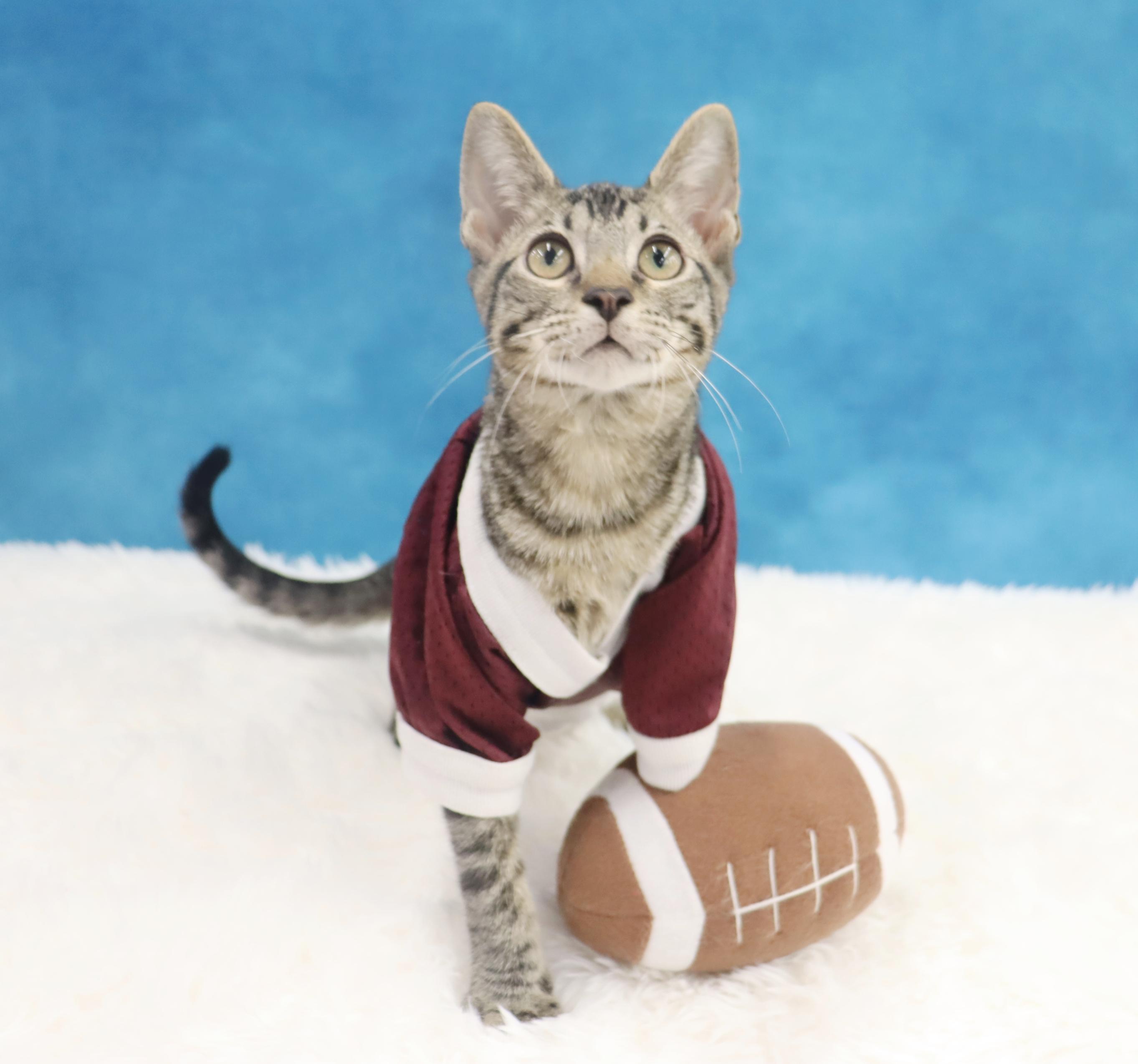 Musubi - Super Purr Machine!