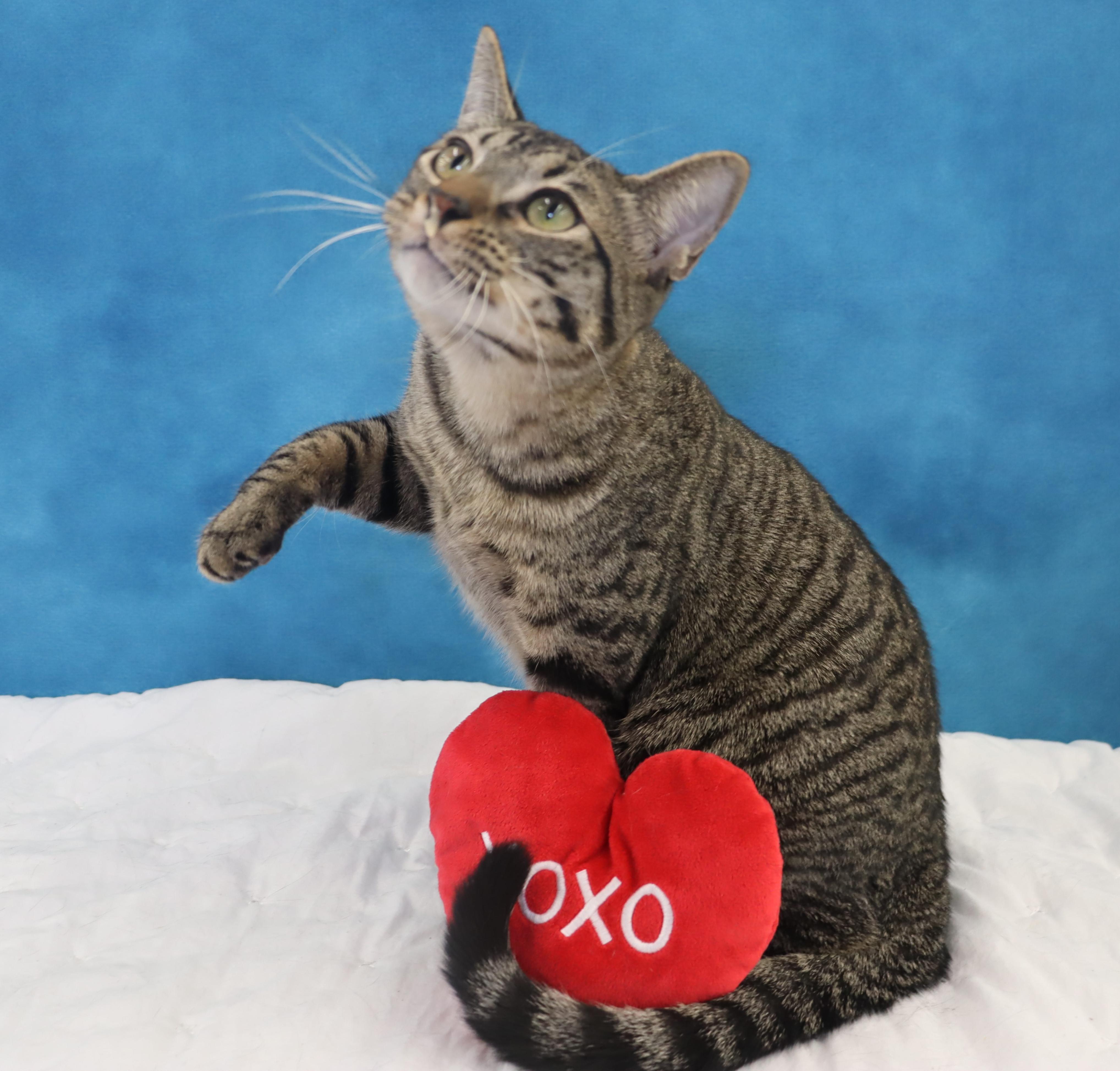 Enlarge Musubi - Super Purr Machine!, a Adoptable mixed breed in League City, TX image 2/6