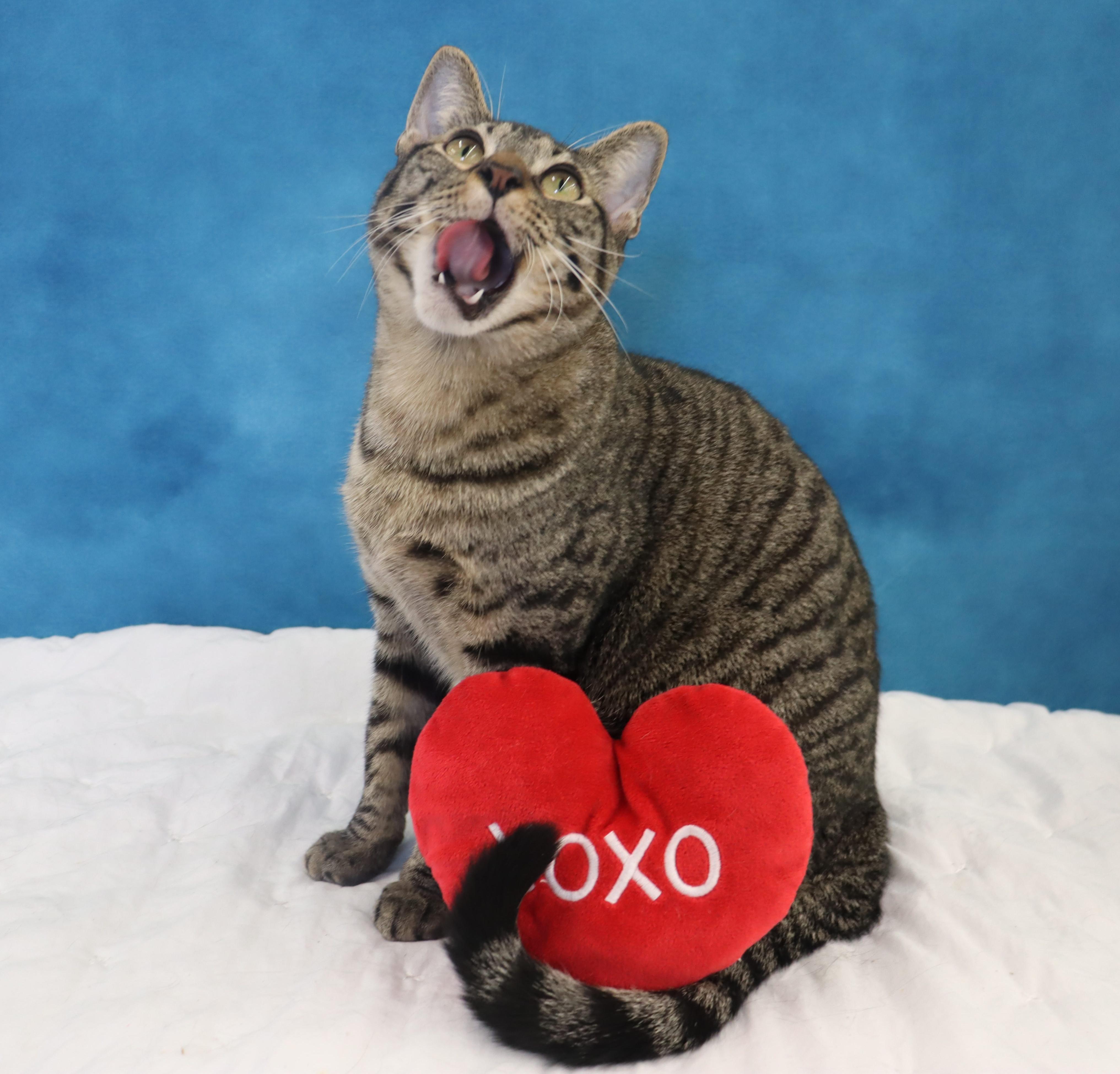 Enlarge Musubi - Super Purr Machine!, a Adoptable mixed breed in League City, TX image 3/6