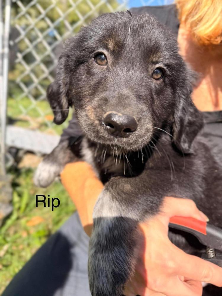 Rip Wheeler, Adoptable, Puppy Male Golden Retriever & Great Pyrenees.