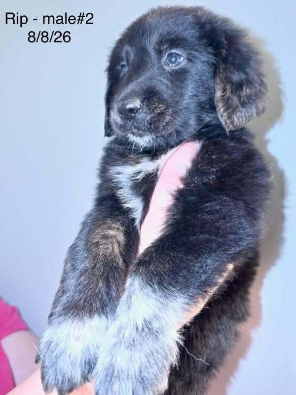 Enlarge Rip Wheeler, a Adoptable mixed breed in Waunakee, WI image 2/2