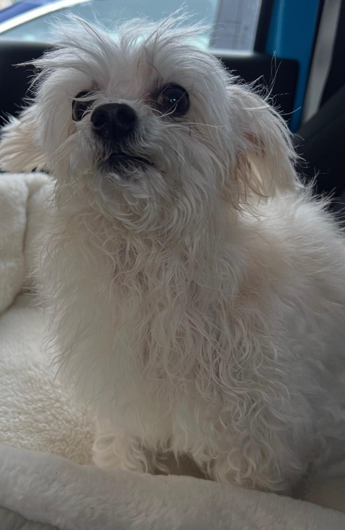 Enlarge Shrimp Boat Momma, an adopted mixed breed in Armada, MI image 2/6