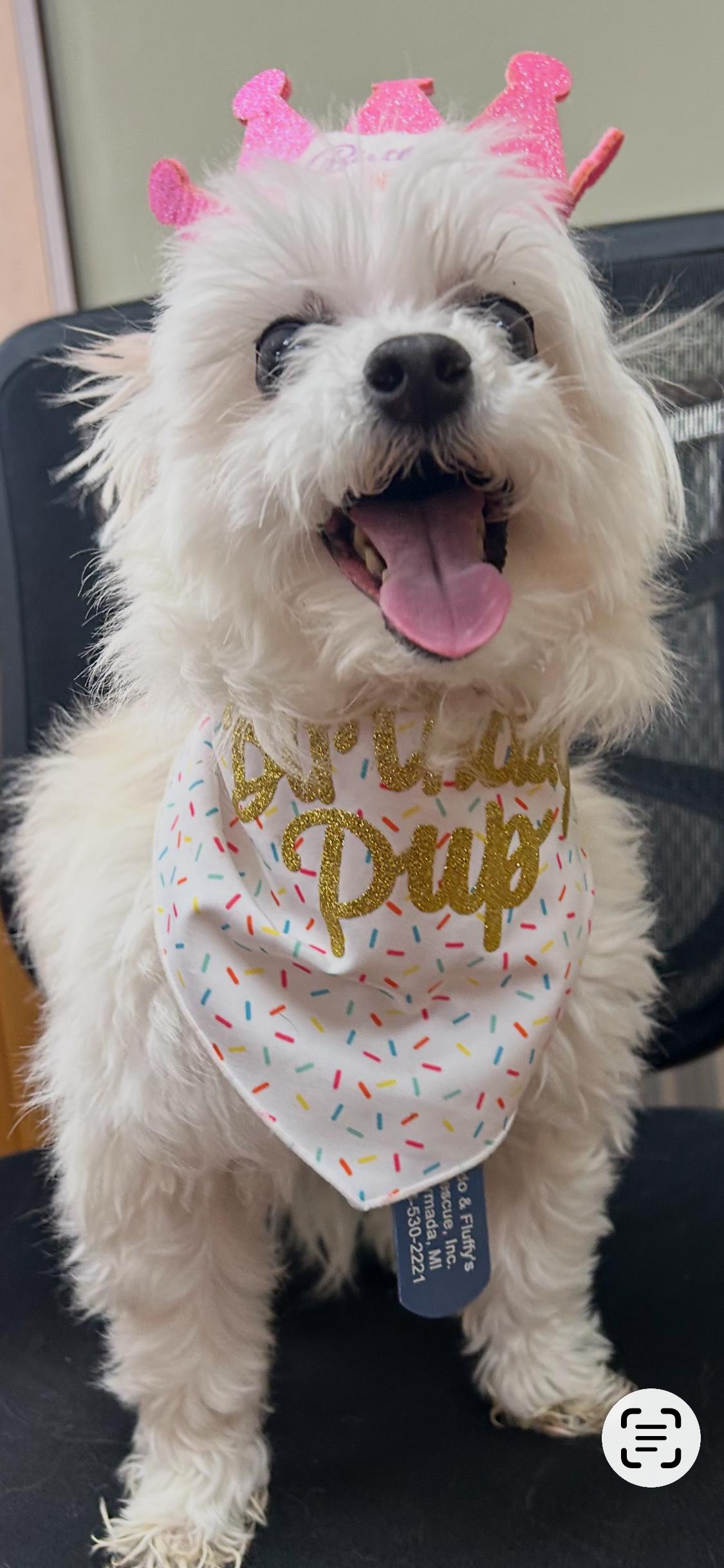 Shrimp Boat Momma, adoptable, Senior Female Poodle (Toy) & Maltese.