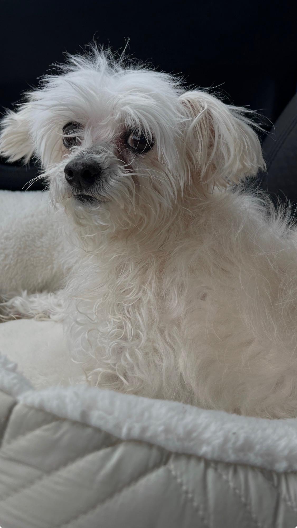 Enlarge Shrimp Boat Momma, an adopted mixed breed in Armada, MI image 6/6