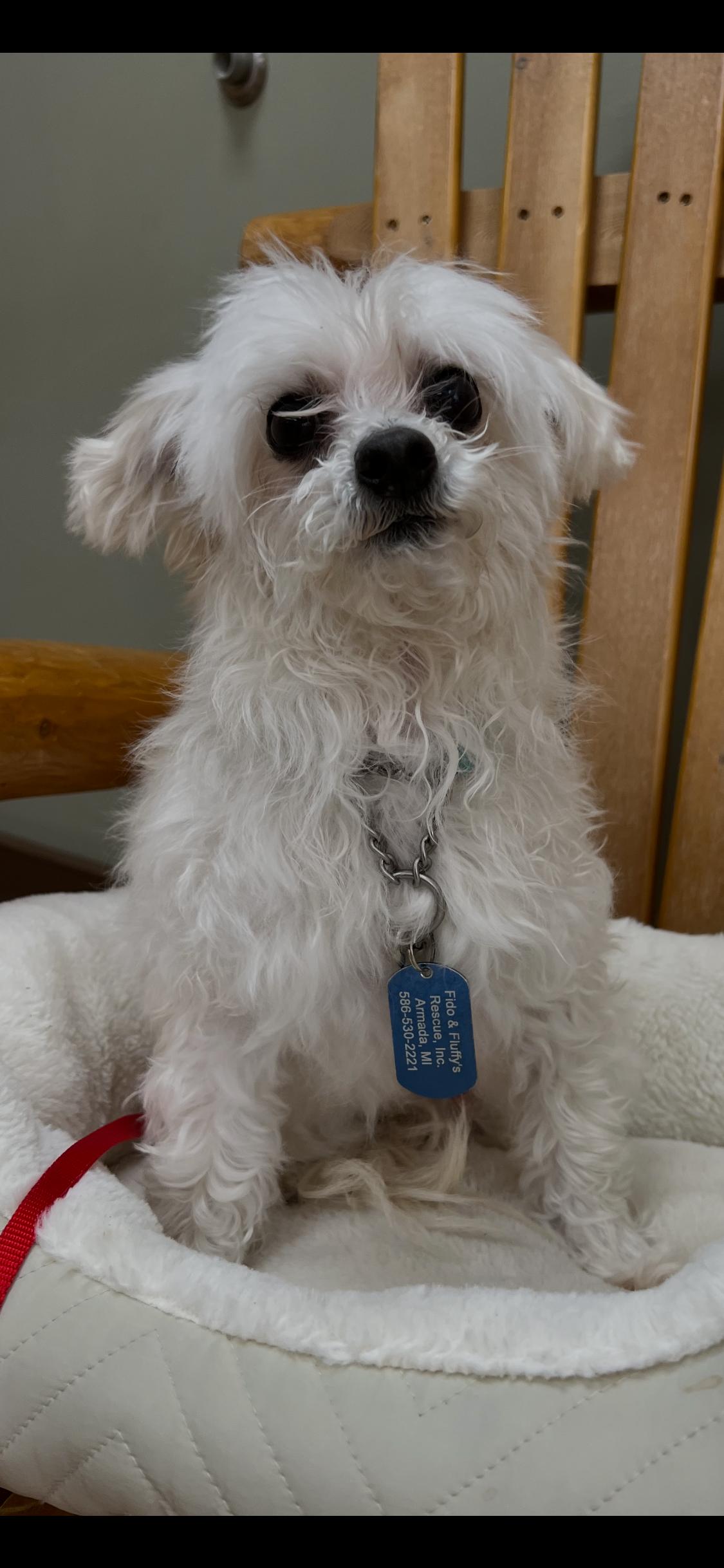 Enlarge Shrimp Boat Momma, an adopted mixed breed in Armada, MI image 5/6