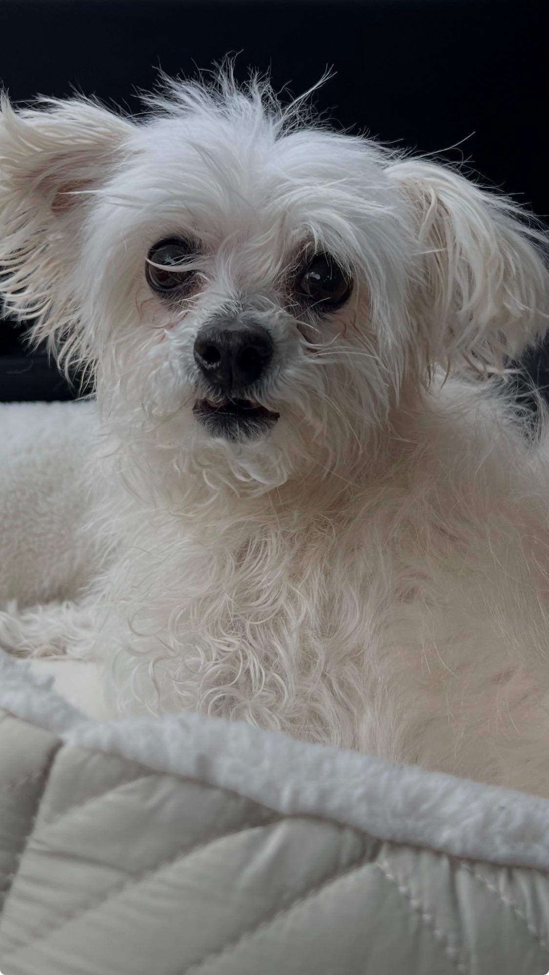 Enlarge Shrimp Boat Momma, an adopted mixed breed in Armada, MI image 3/6