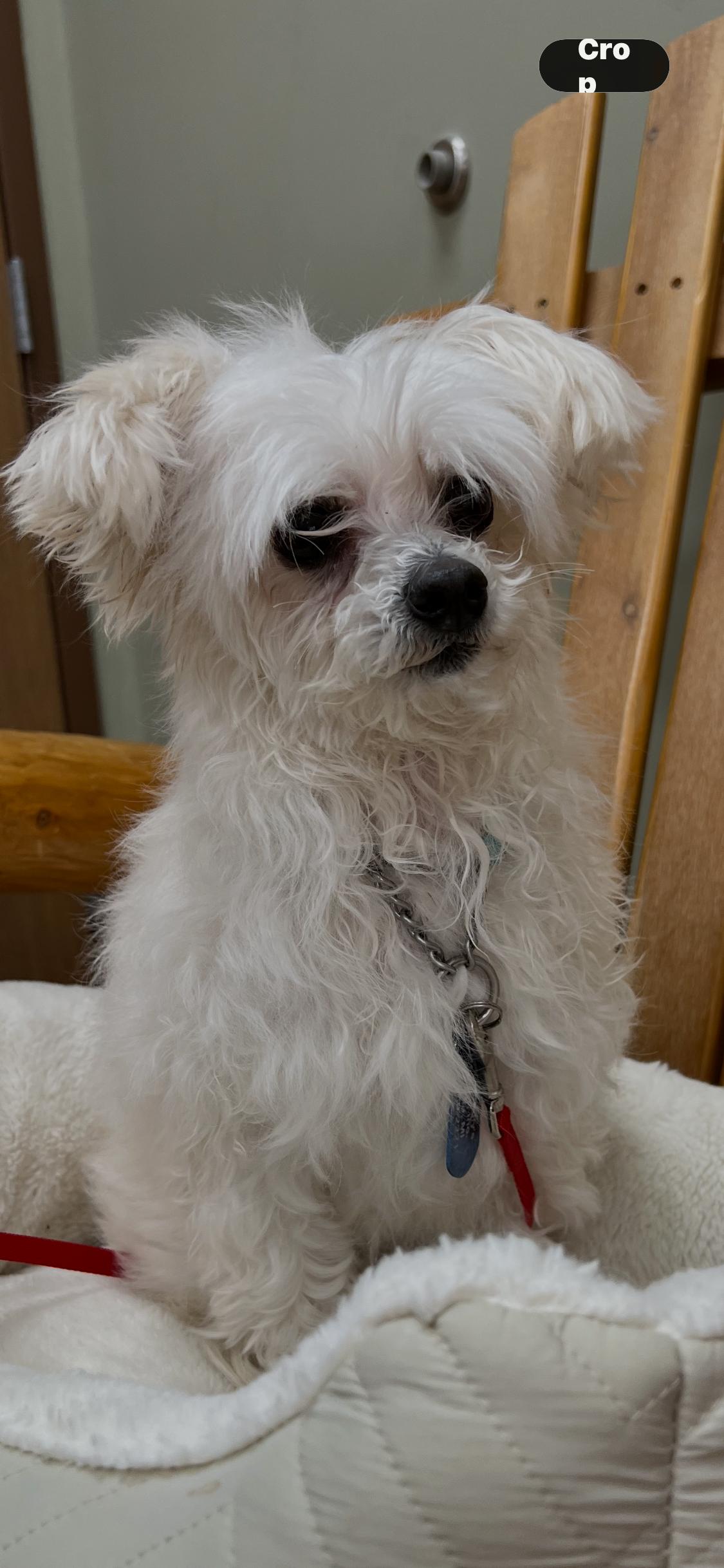 Enlarge Shrimp Boat Momma, an adopted mixed breed in Armada, MI image 4/6