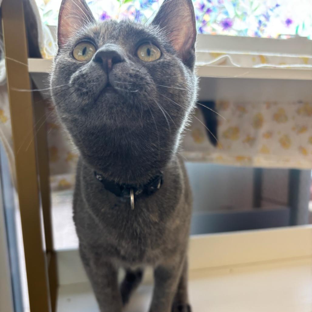 Superstar, Adoptable, Young Female Domestic Short Hair.