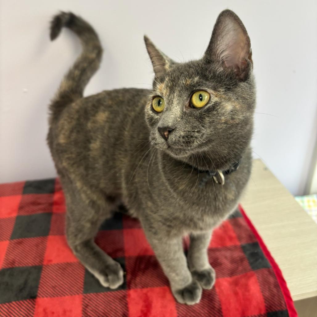 Enlarge Superstar, a Adoptable Domestic Short Hair in Hopewell, VA image 2/6